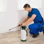 Pest Control in Montreal in 2023: Find the Best Exterminators in Montreal 2023