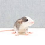 How to exterminate rodents (mice, rats, field mice)?